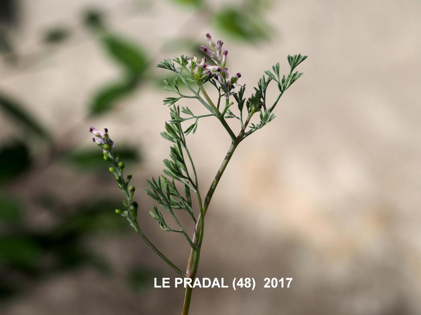 Fumitory, Small-flowered plant